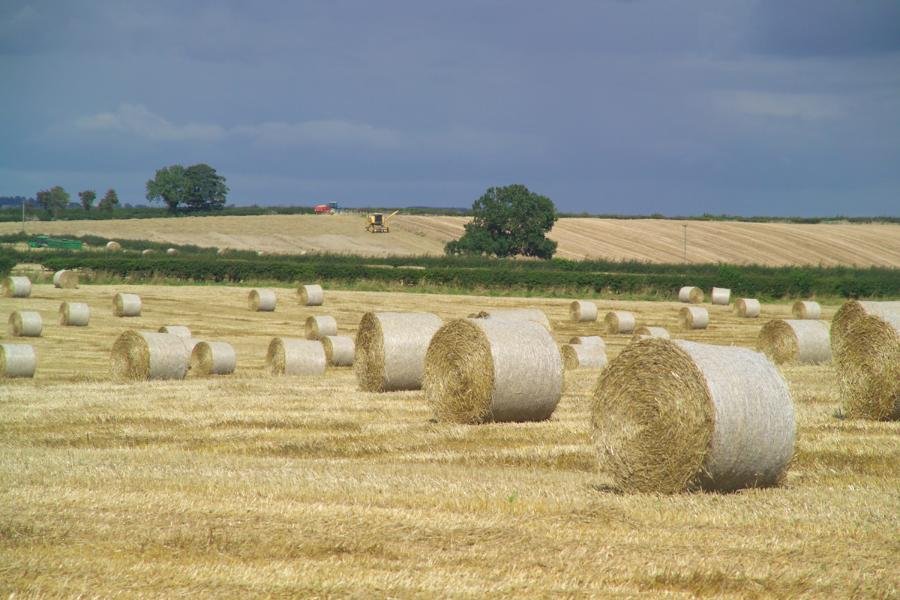 shafts of sunlight field