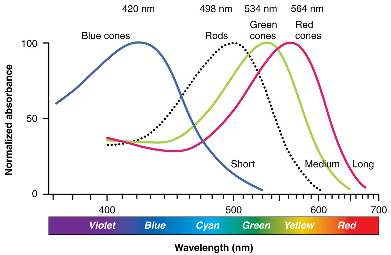 Wikipedia Color Sensitivity